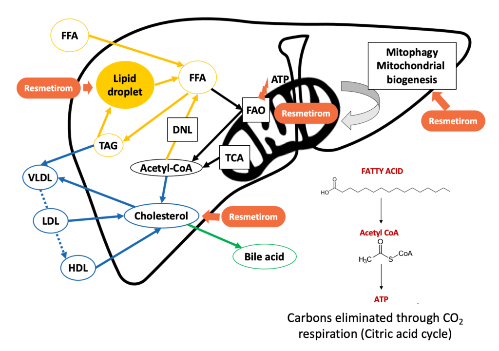 Thyroid Hormone Receptor-β Pathway Plays Key Role in Liver Health